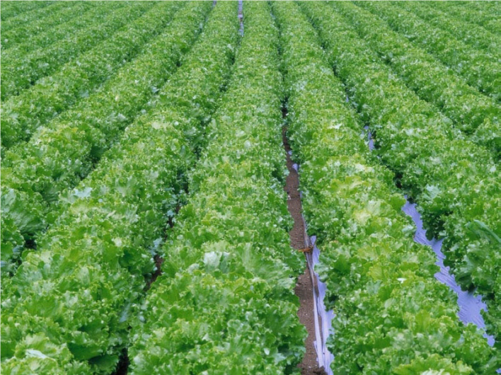 Department of Agriculture (Victoria) Frankston Vegetable Research Institute using VolcaMin Zeolite